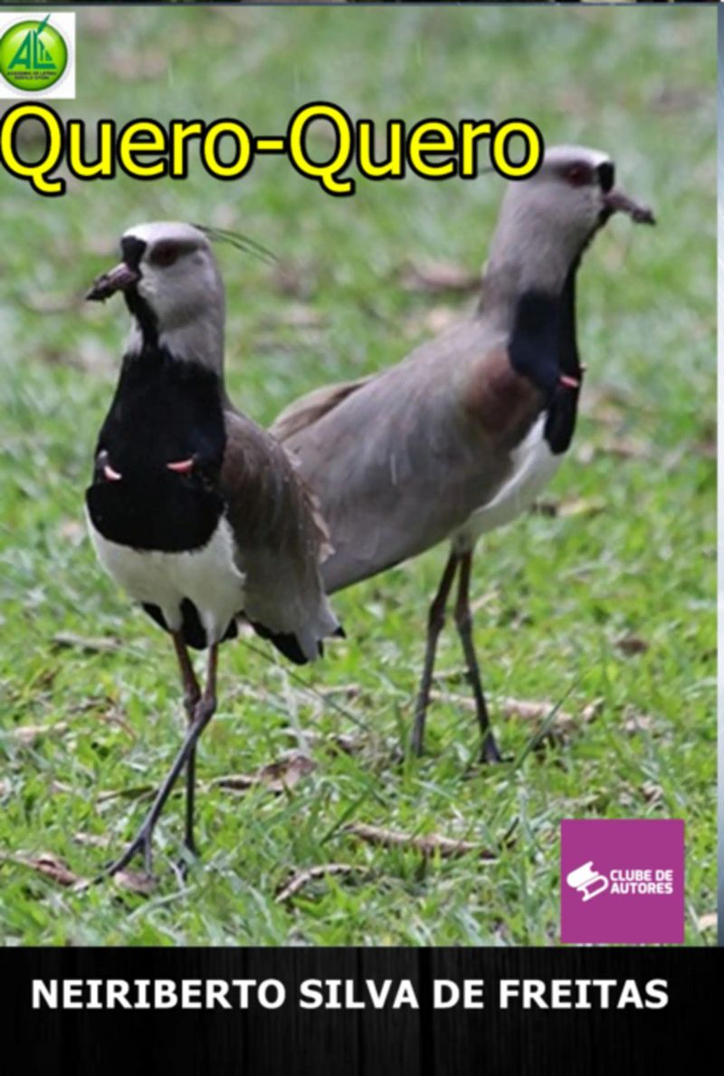 Quero-quero