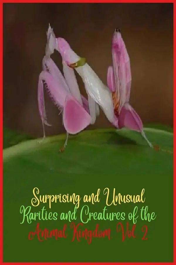 Surprising and unusual rarities and creatures of the Animal Kingdom. Vol. 2