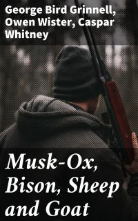 Musk-Ox, Bison, Sheep and Goat