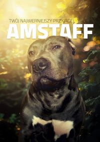 Amstaff – twój najwierniejszy przyjaciel