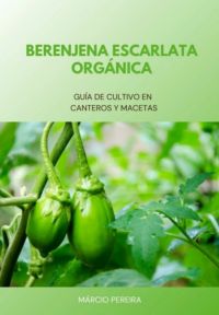 Berenjena Escarlata Orgánica
