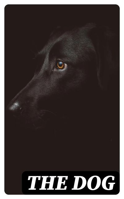 The Dog