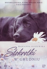 Stokrotki w grudniu