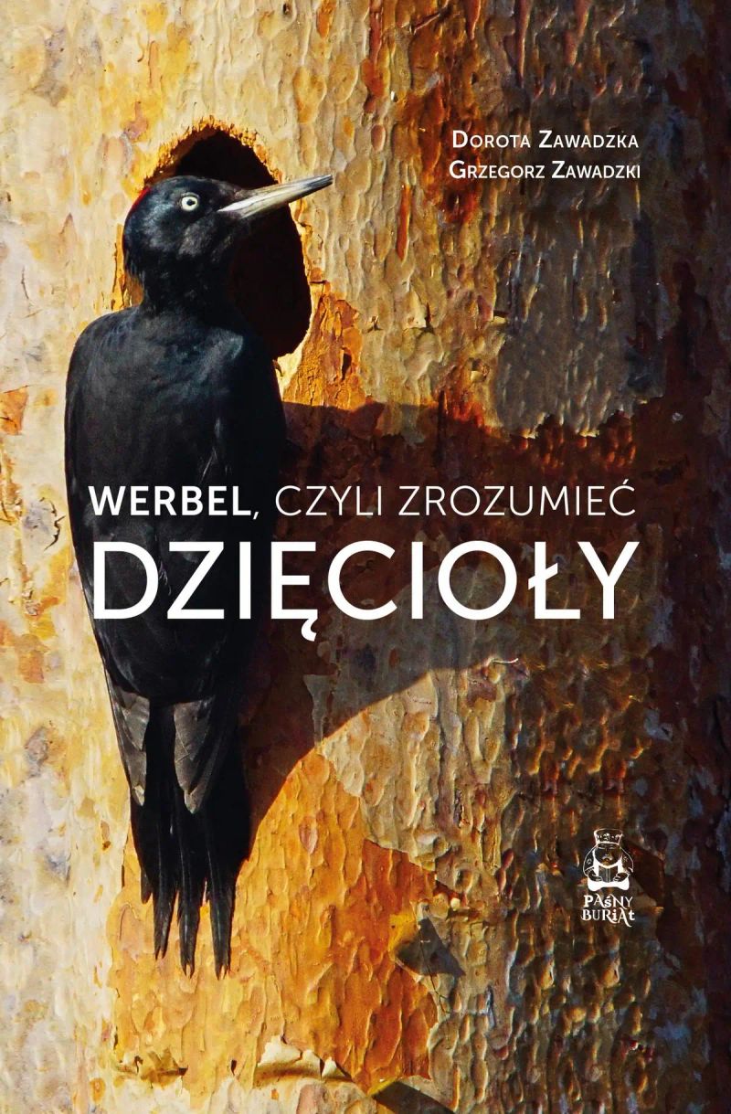 Werbel, czyli zrozumieć dzięcioły