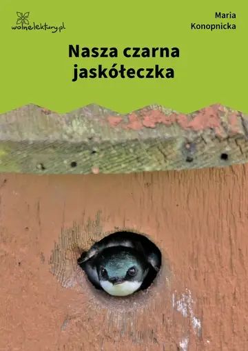Nasza czarna jaskółeczka