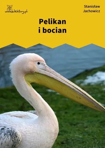 Pelikan i bocian