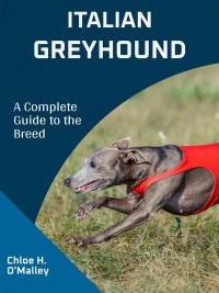 Italian Greyhound