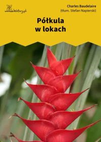 Półkula w lokach