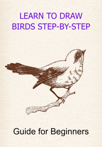 Learn To Draw Birds Step-by-step