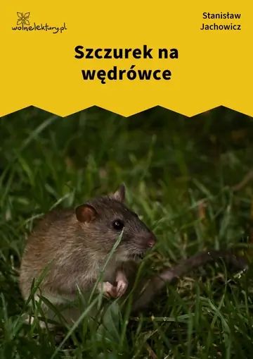 Szczurek na wędrówce