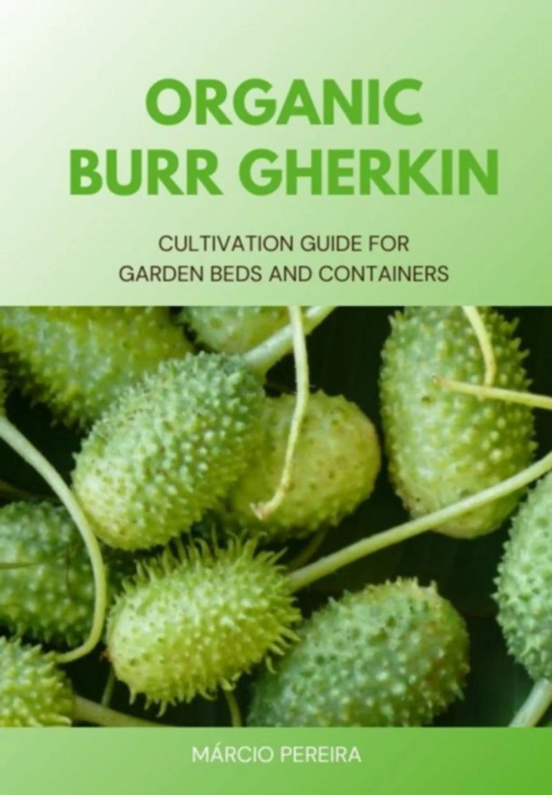 Organic Burr Gherkin