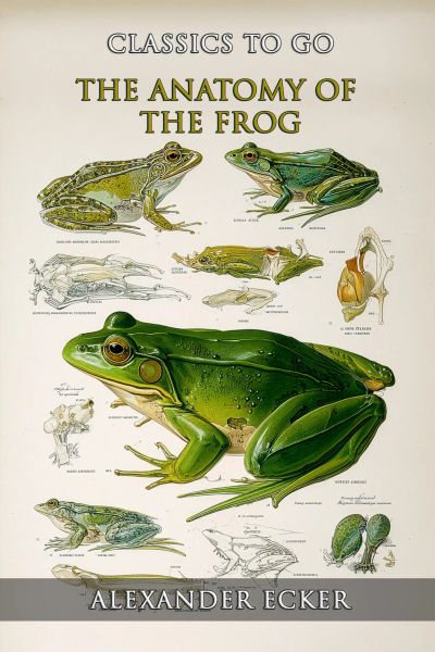 The Anatomy Of The Frog