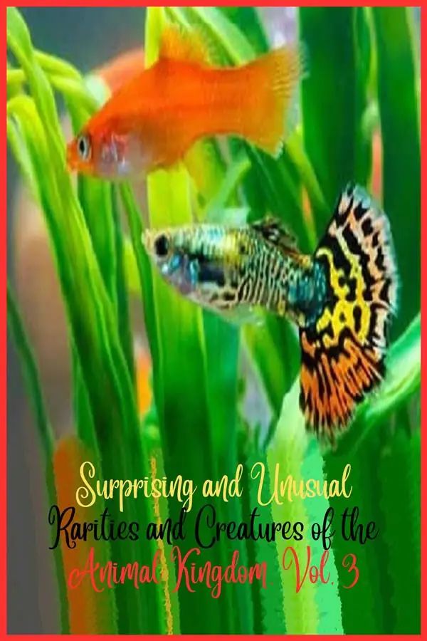 Surprising and unusual rarities and creatures of the Animal Kingdom. Vol. 3